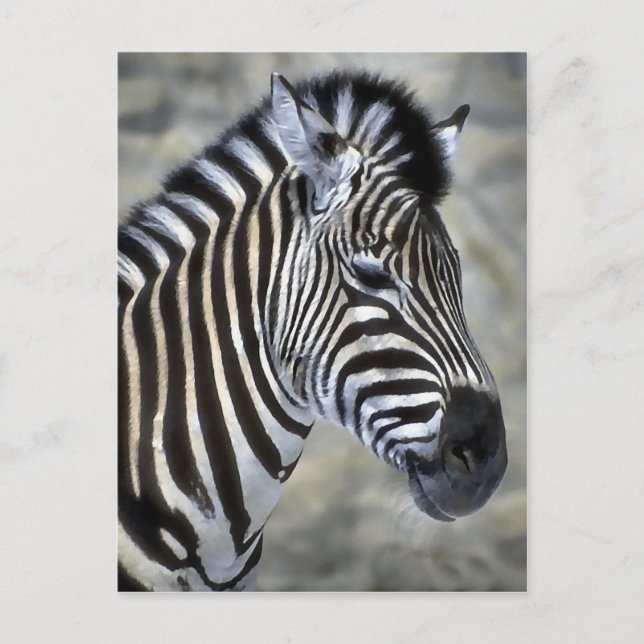 Carte Postale Les amateurs d'art Zebra (Devant)