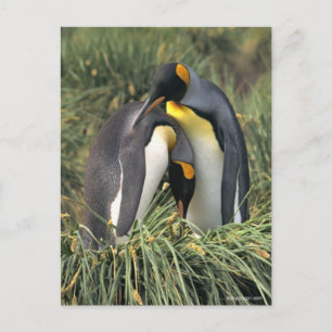 Carte Postale Les amoureux des pingouins