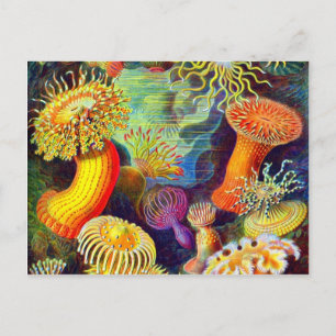 Carte Postale Les anémones de mer d'Ernst Haeckel