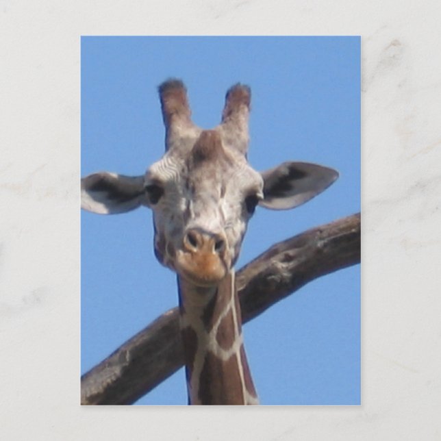 Carte Postale Les animaux naturels rochers (Devant)