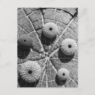 Carte Postale les anneaux