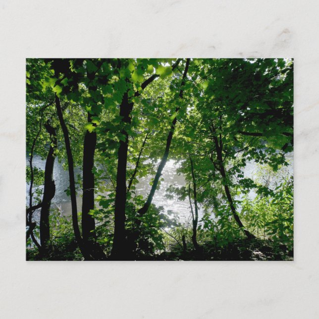 Carte Postale Les arbres au bord de la rivière (Devant)