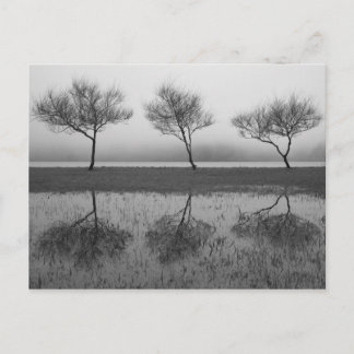 Carte Postale Les arbres au bord du lac