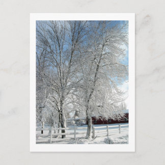 Carte Postale Les arbres d'hiver