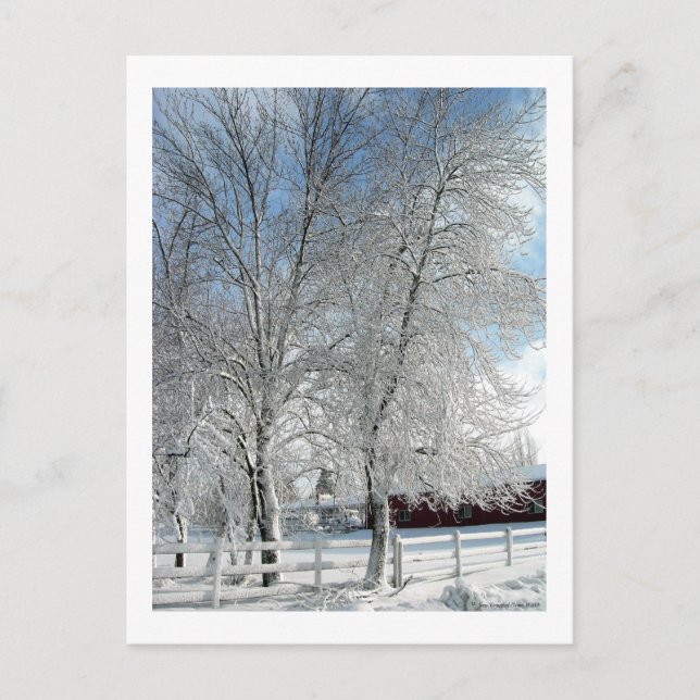 Carte Postale Les arbres d'hiver (Devant)