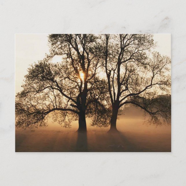 Carte Postale Les arbres du soleil (Devant)