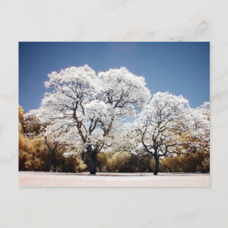Carte Postale Les arbres Jacaranda