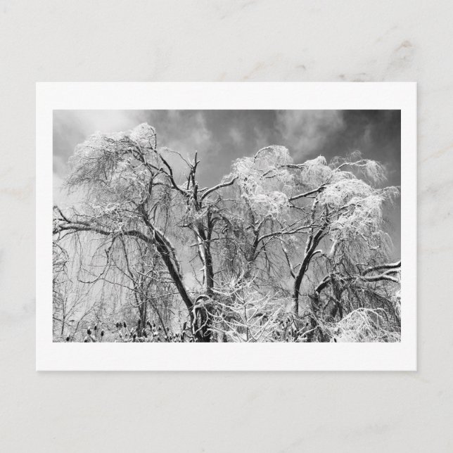 Carte Postale les arbres l'hiver (Devant)