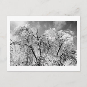 Carte Postale les arbres portent l'hiver