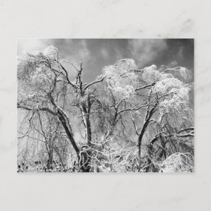 Carte Postale les arbres portent l'hiver