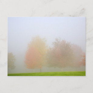 Carte Postale Les arbres tombants noyés dans la brume