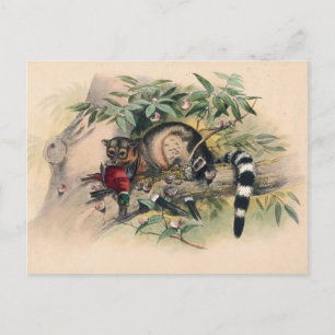 Carte Postale Les Bassaris par Joseph Wolf