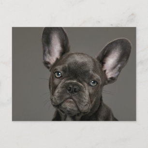 Carte Postale Les bébés animaux les plus mignons   Bouledogue Fr