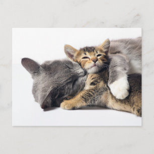 Carte Postale Les bébés animaux les plus mignons   Câlin de chat