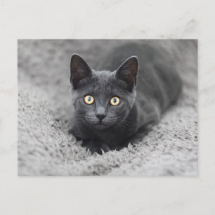 Carte Postale Les bébés animaux les plus mignons   Chat gris