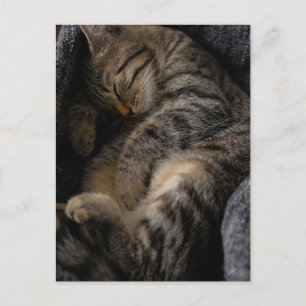 Carte Postale Les bébés animaux les plus mignons Chat tigré en