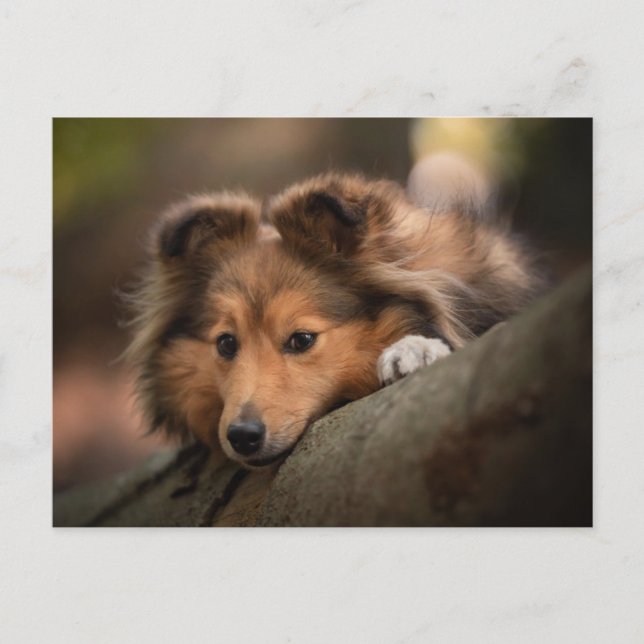 Carte Postale Les bébés animaux les plus mignons | chiot Berger  (Devant)