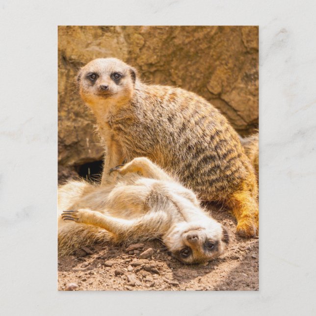 Carte Postale Les bébés animaux les plus mignons | Des suricates (Devant)
