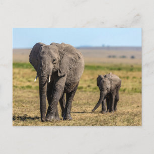 Carte Postale Les bébés animaux les plus mignons   Éléphant mère