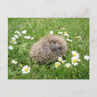 Carte Postale Les bébés animaux les plus mignons | Hérisson espa