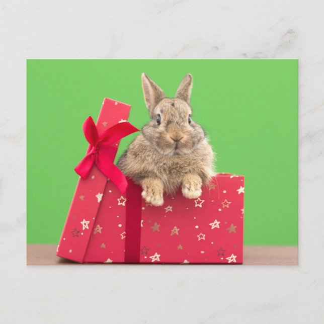 Carte Postale Les bébés animaux les plus mignons | Lapin de Noël (Devant)