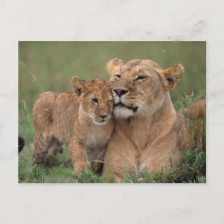Carte Postale Les bébés animaux les plus mignons | Lionceau & Mè