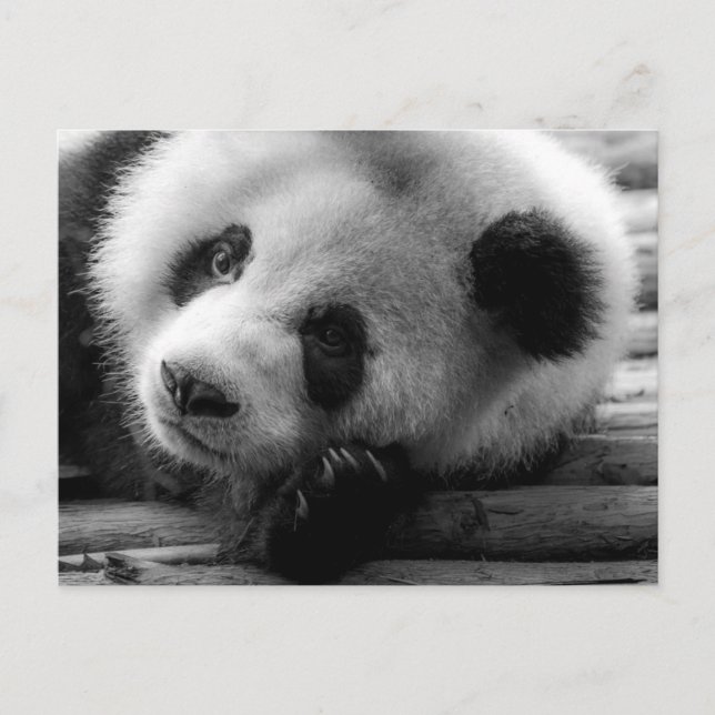 Carte Postale Les bébés animaux les plus mignons | Ourson géant  (Devant)