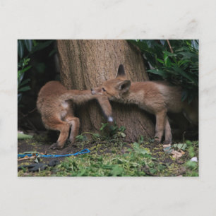 Carte Postale Les bébés animaux les plus mignons Renardeaux en