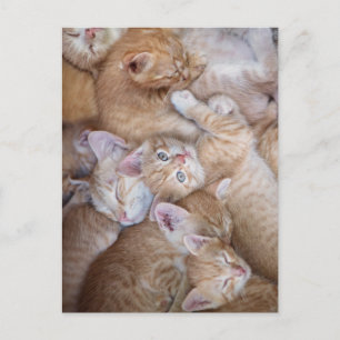 Carte Postale Les bébés animaux les plus mignons   Tas de chaton
