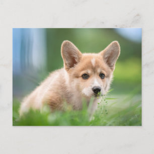Carte Postale Les bébés animaux les plus mignons Un chiot Corg