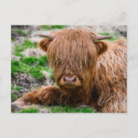 Les bébés animaux les plus mignons | Veau de vache