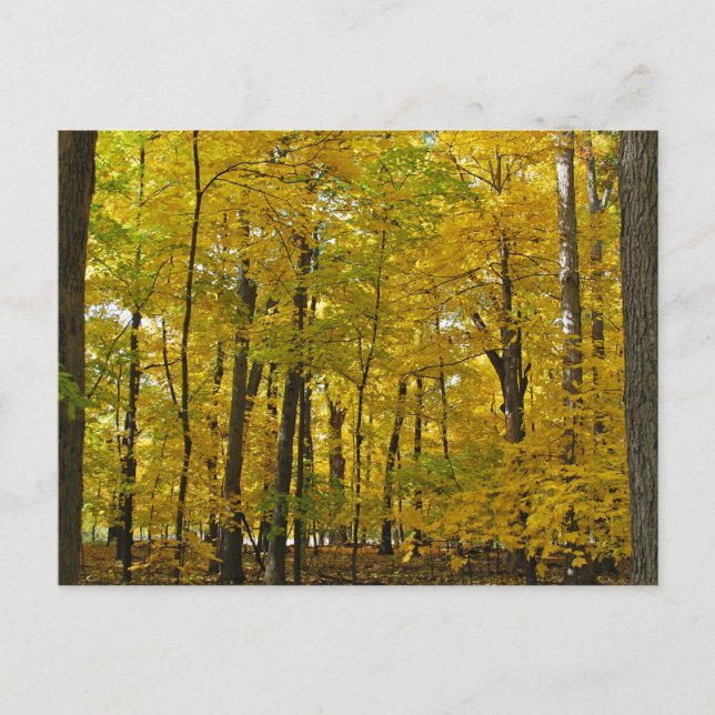 Carte Postale Les Bois Jaunes (Devant)