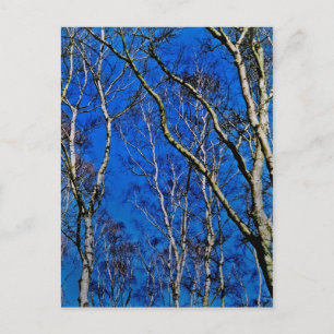 Carte Postale Les bouleaux argentés