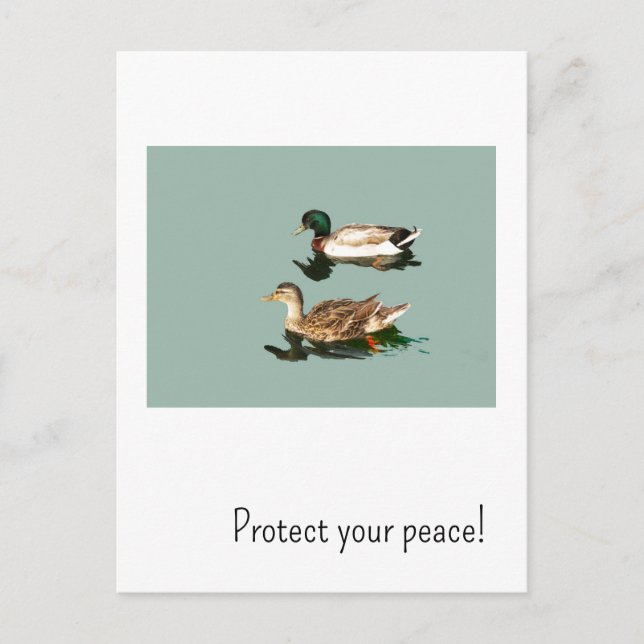 Carte Postale Les canards. Protégez votre paix (Devant)