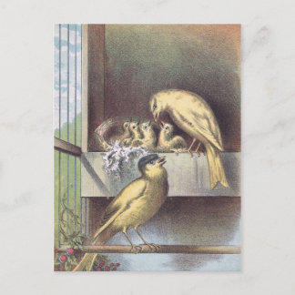 Carte Postale Les Canaries crêtées victoriennes avec des oiseaux