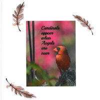 Les cardinaux apparaissent quand les anges sont pr