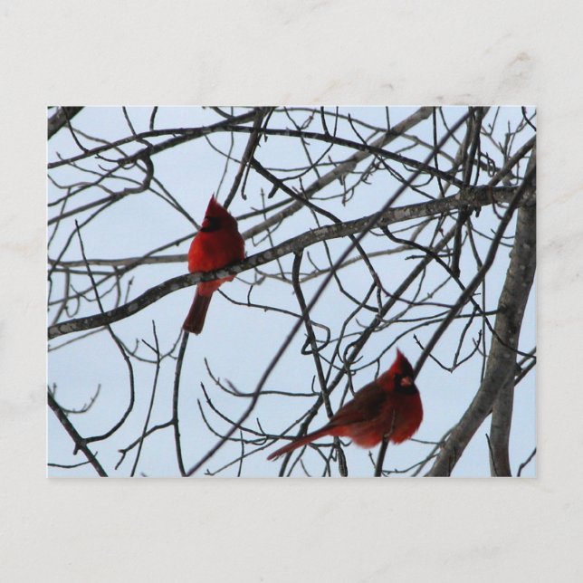 Carte Postale Les cardinaux dans un arbre (Devant)