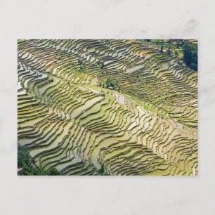 Carte Postale Les célèbres terrasses de riz yuanyang - Yunnan, C