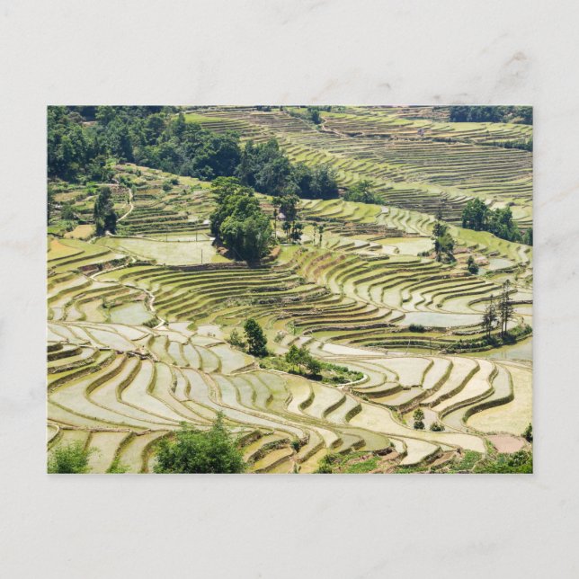 Carte Postale Les célèbres terrasses de riz yuanyang - Yunnan, C (Devant)