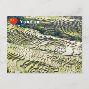 Carte Postale Les célèbres terrasses de riz yuanyang - Yunnan, C