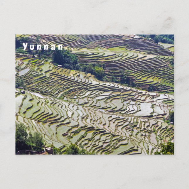 Carte Postale Les célèbres terrasses de riz yuanyang - Yunnan, C (Devant)