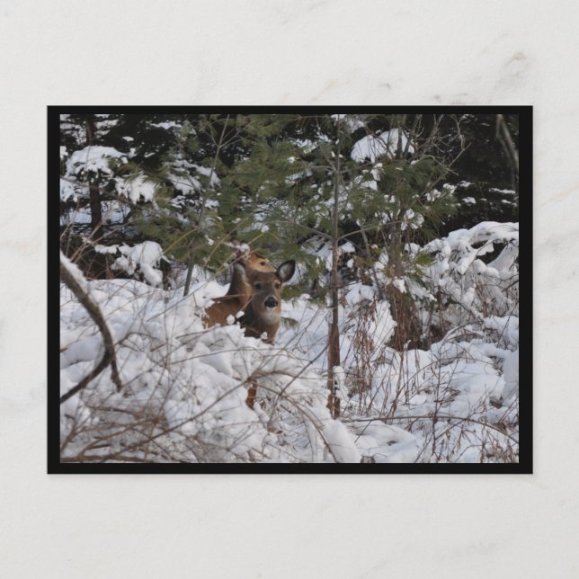 Carte Postale Les cerfs dans les bois (Devant)