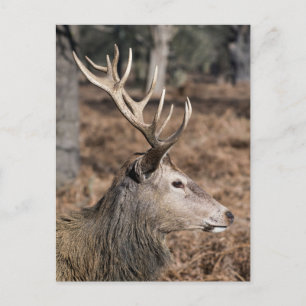 Carte Postale Les cerfs du roi du parc de Richmond, Londres, Roy