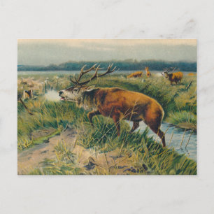 Carte Postale Les cerfs par la lumière précoce de l'aube