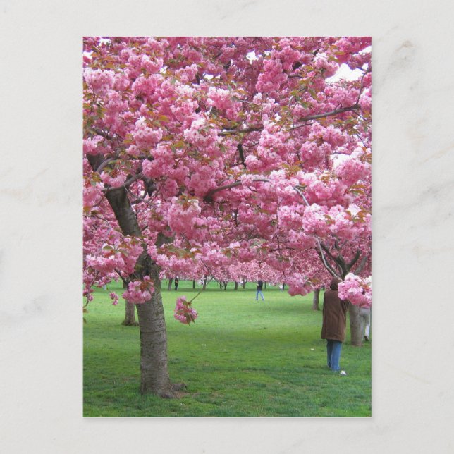 Carte Postale Les cerisiers en fleurs (Devant)
