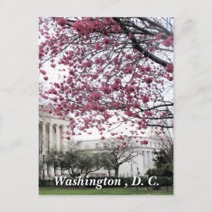 Carte Postale Les cerisiers fleurissent. Washington, D.C.