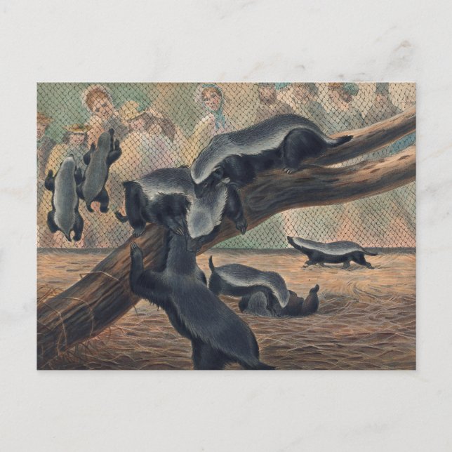 Carte Postale Les châteaux de Joseph Wolf (Devant)