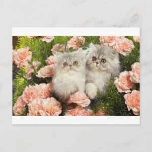 Carte Postale Les chatons persans jouent en fleurs roses