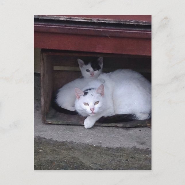 Carte Postale Les Chats Irlandais Se RetiennentPar Pluie En Irla (Devant)