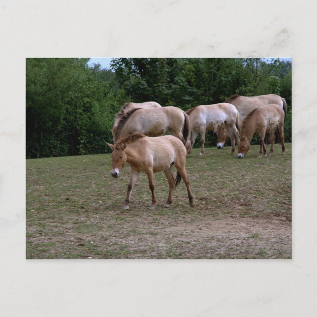 Carte Postale Les chevaux de Przewalski (Devant)